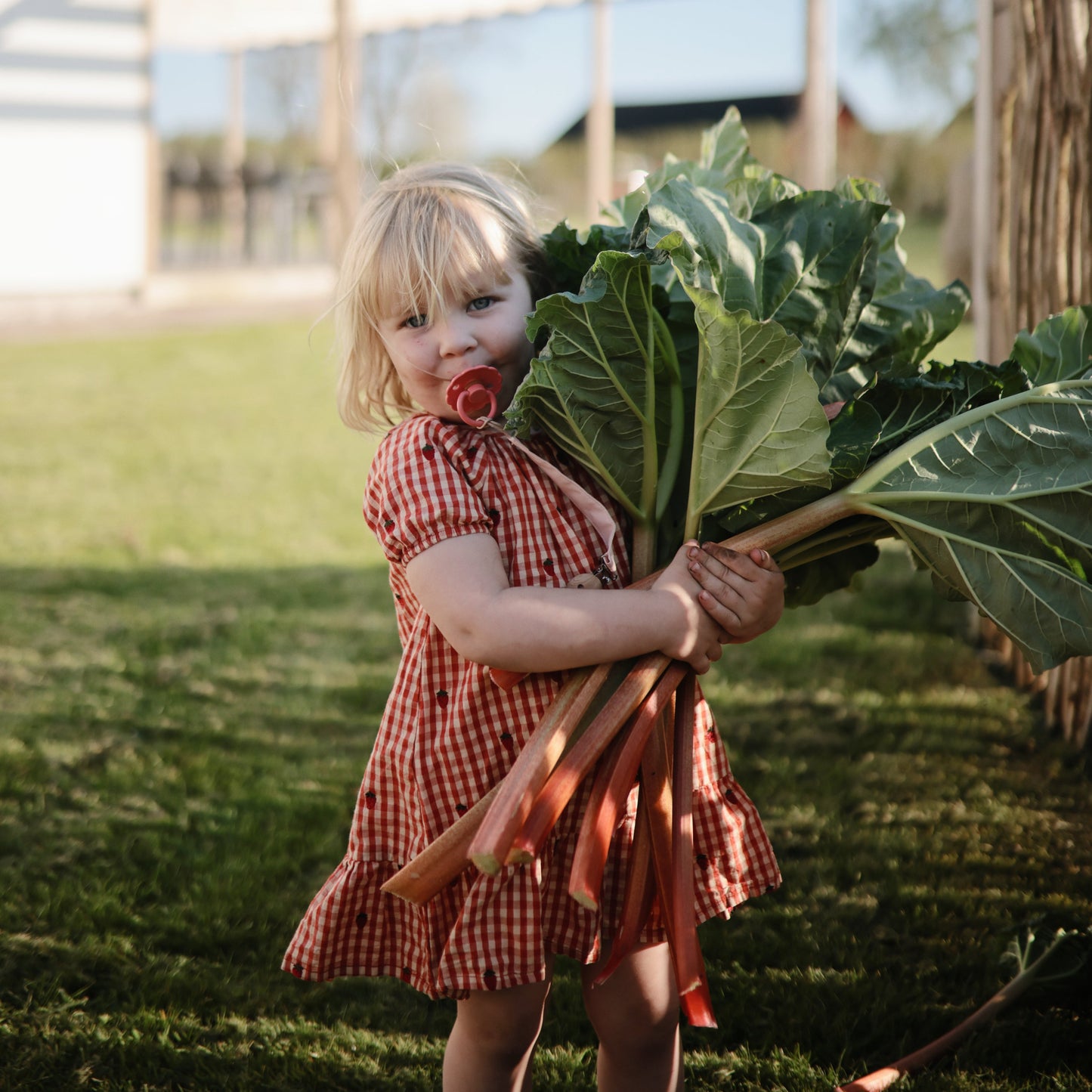 FRIGG Daisy Natural Rubber Pacifier 2-Pack